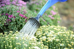 se16 garden maintenance service bermondsey