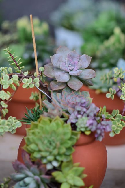 A close-up view of several terracotta pots placed outdoors, each containing a variety of succulents with thick, fleshy leaves exhibiting shades of green, purple, and gray. The succulents include rosette-forming plants, with some showing tightly packed, overlapping leaves, while others have elongated stems with small, rounded leaf clusters. The textured soil surface is visible, and a thin wooden stick is inserted into one of the pots, likely for plant support. In the background, blurred greenery suggests other garden plants or landscape elements. The scene is well-lit with natural sunlight, highlighting the vibrant colors and textures of the succulents and the earthy pots. This arrangement exemplifies garden maintenance work by Gardeners Bermondsey, focusing on container planting and outdoor plant care, suitable for landscaping and lawn care activities.